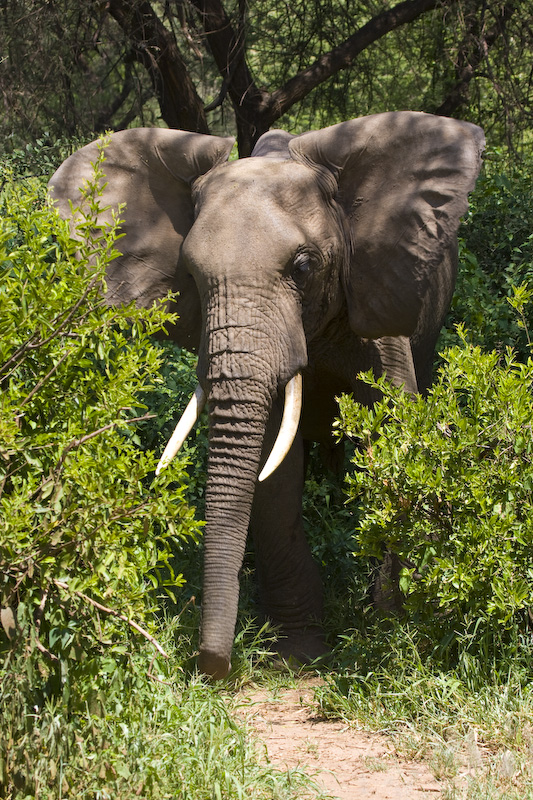 African Elephant Displaying